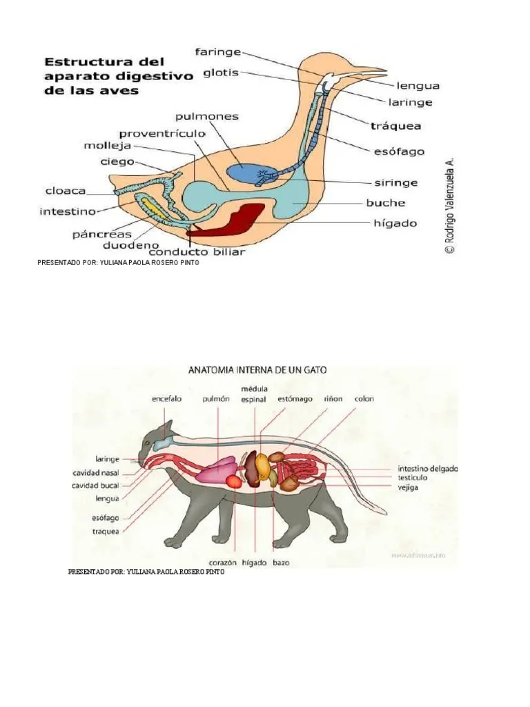 Aparato Digestivo de La Paloma, y El Gato Trabajo de Paola Grado 3 ...