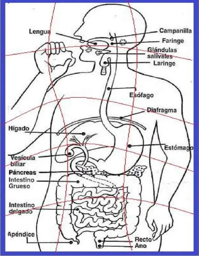 Aparato digestivo - rompecabezas en línea
