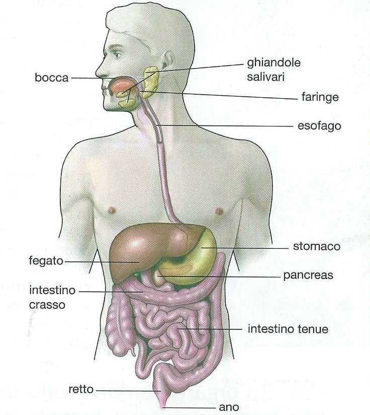 APARATO DIGESTIVO - rompecabezas en línea