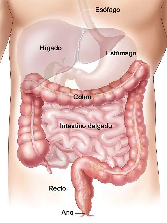 aparato digestivo | Sentirse bien es facilisimo.com