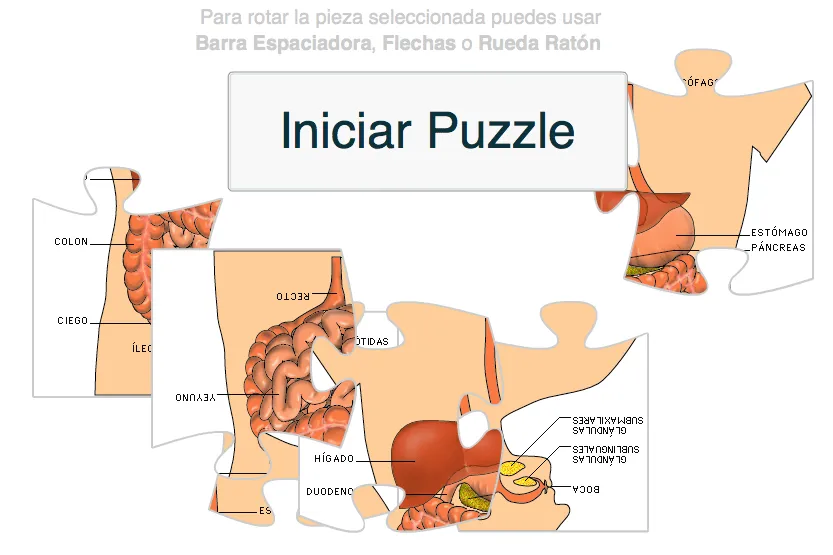 Mi Tercero Favorito: APARATO DIGESTIVO