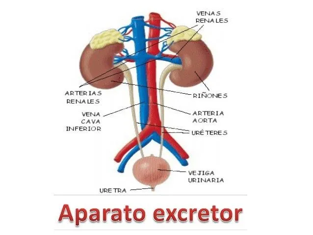 Aparato excretor