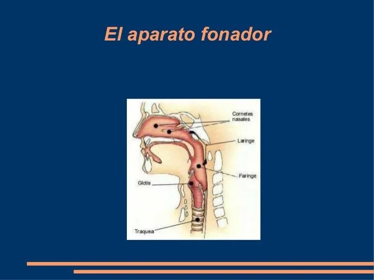 El aparato fonador