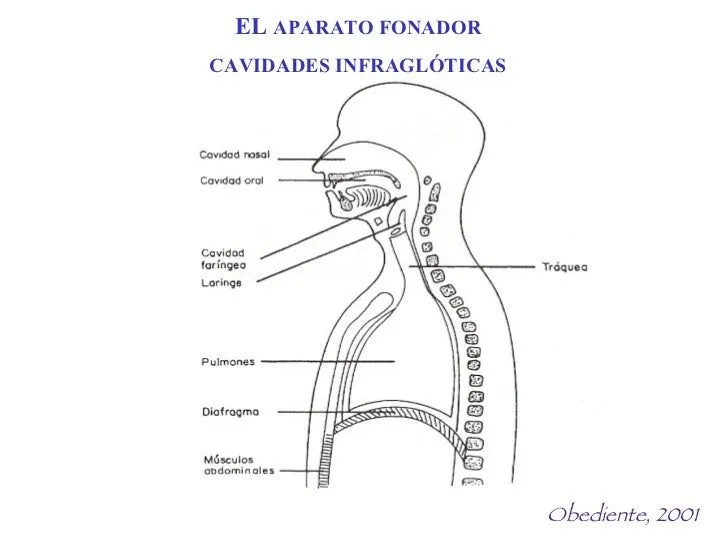 Aparato Fonador