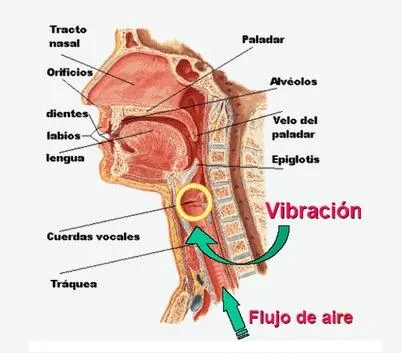 Aparato fonador y sus partes completas - Imagui