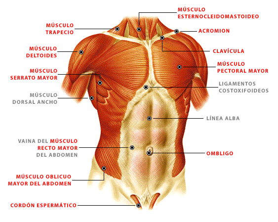 Aparato Locomotor