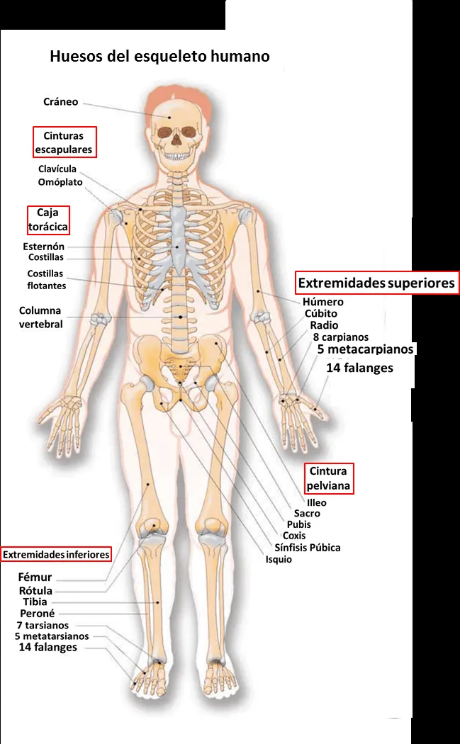 ▷ El Aparato locomotor◁ Función, partes y características