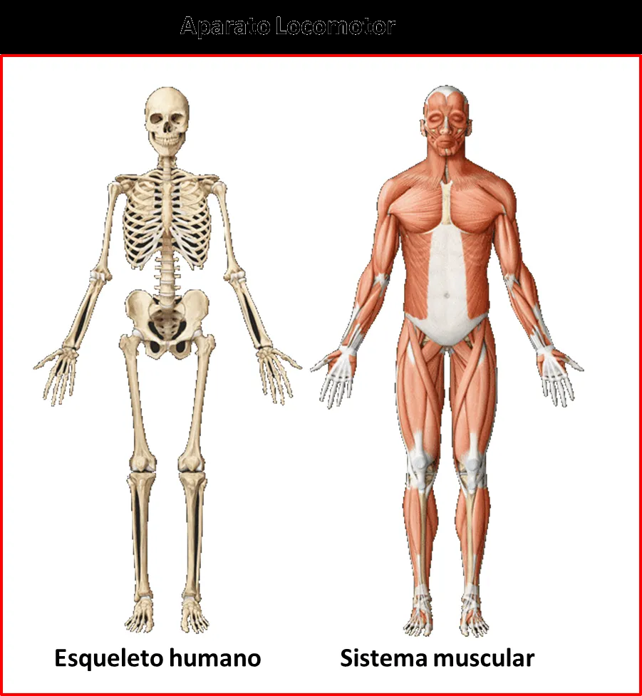 ▷ El Aparato locomotor◁ Función, partes y características