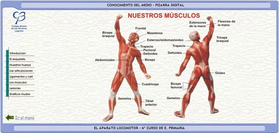 el sistema muscular « MAESTROAJEDREZ