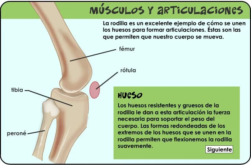 APARATO LOCOMOTOR | JUGANDO Y APRENDIENDO