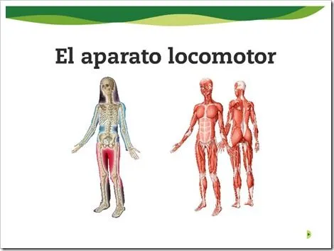 EL APARATO LOCOMOTOR | JUGANDO Y APRENDIENDO