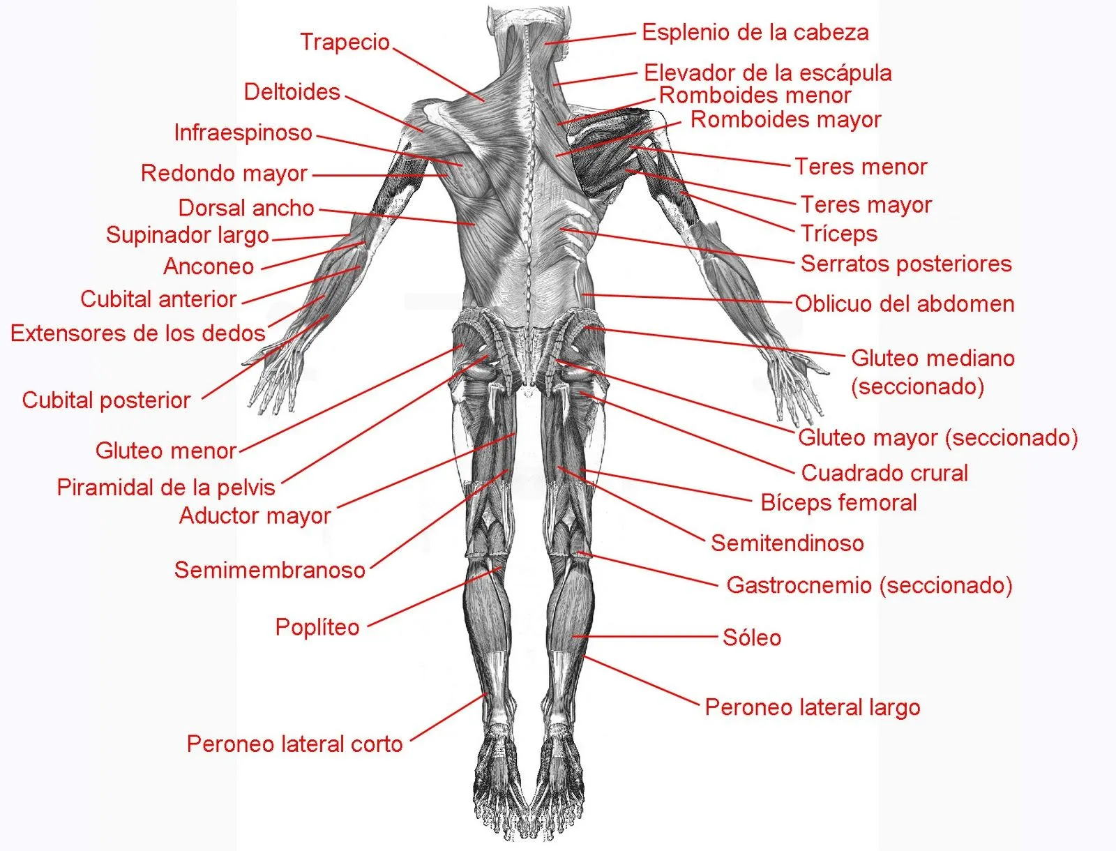 Aparato Locomotor: músculos corporales más importantes | el ...