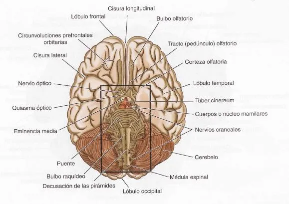 El Aparato Locomotor: OBSERVACIÓN DE LA ANATOMÍA DEL ENCÉFALO DE ...