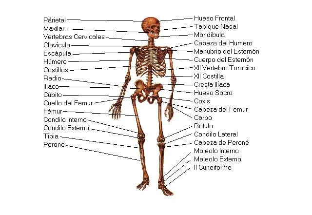 APARATO LOCOMOTOR: Principales Músculos y Huesos del Aparato Locomotor