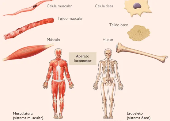 APARATO LOCOMOTOR. SISTEMA OSTEOARTICULAR ...