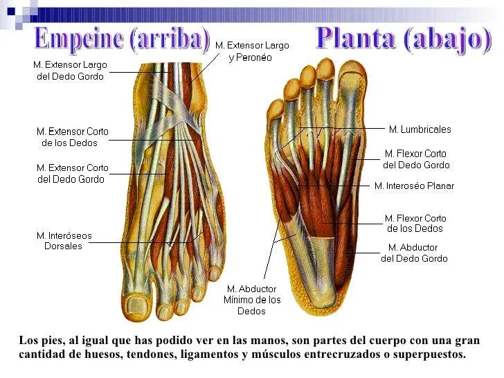 Aparato Locomotor Sonido