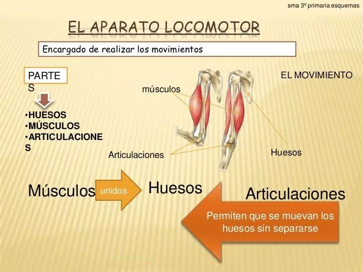 El aparato locomotor unidad 4