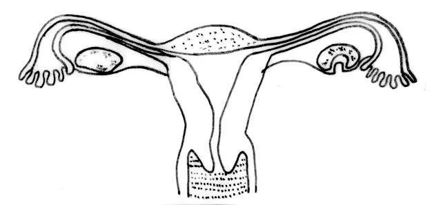 Aparato reproductor femenino para colorear