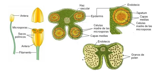 El aparato reproductor masculino en las plantas | Biología y ...