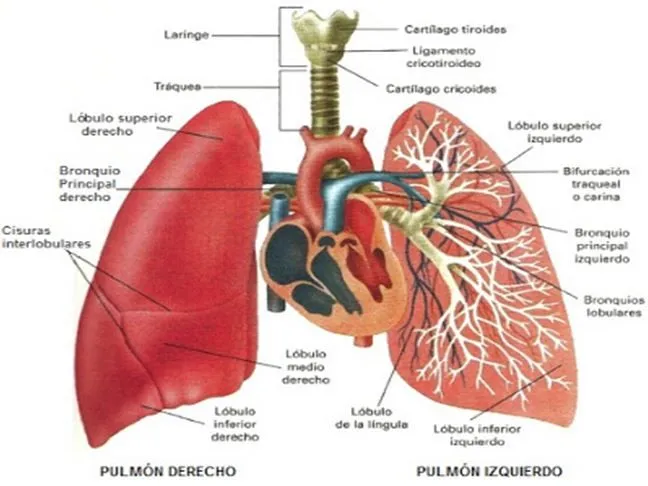 Aparato Respiratorio 3A: Pulmones.