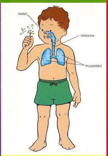 Aparato respiratorio para colorear para niños - Imagui