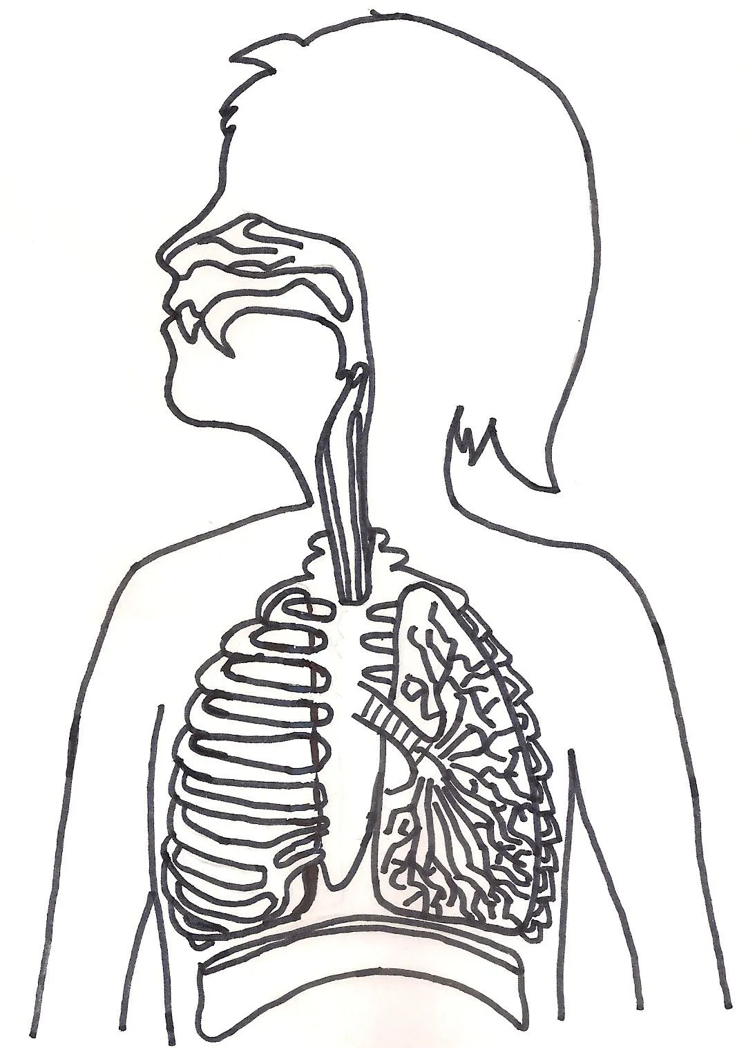 Aparato respiratorio para colorear con nombres - Imagui