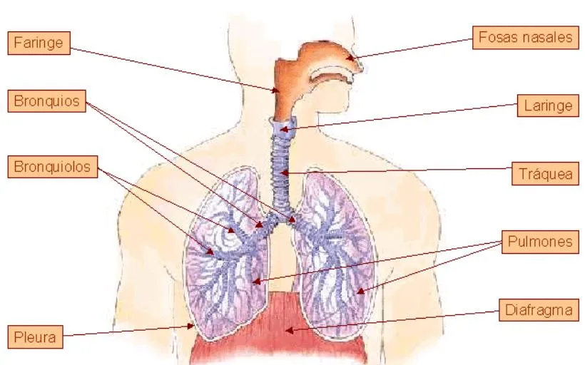 Dibujo del sistema respiratorio sin nombres - Imagui