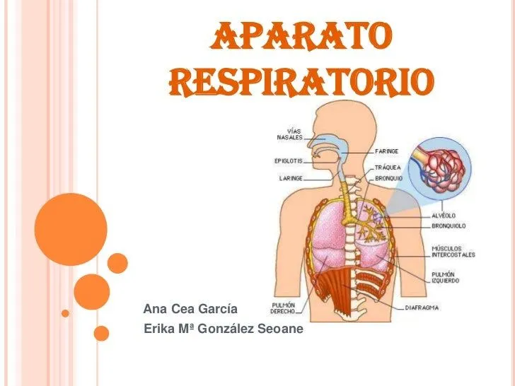 Aparato respiratorio erika e ana 3ºa