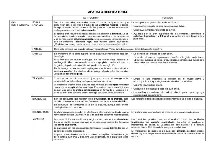 Aparato respiratorio esquema