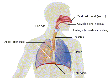 aparato respiratorio: esquema sistema respiratorio