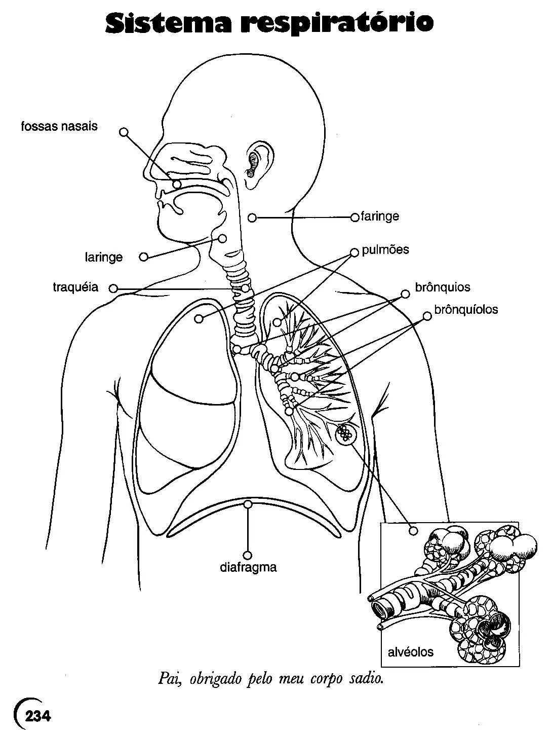 Aparato respiratorio para imprimir - Imagui