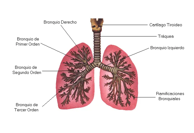 Aparato respiratorio en inglés - Imagui