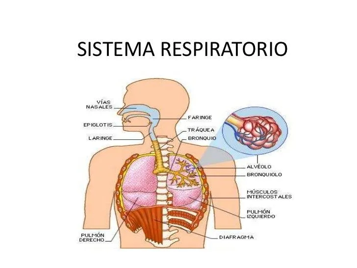 Aparato respiratorio en inglés - Imagui