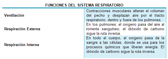 El aparato respiratorio - Monografias.com