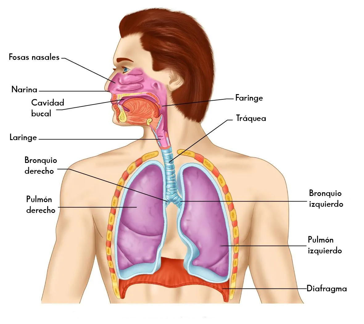 El aparato respiratorio para niños de inicial - Imagui