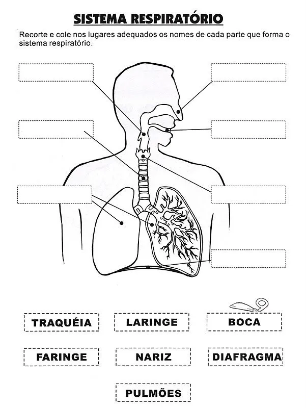 Aparato respiratorio sin nombres para imprimir - Imagui