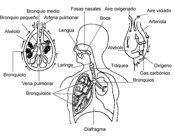 Aparato respiratorio (página 2) - Monografias.