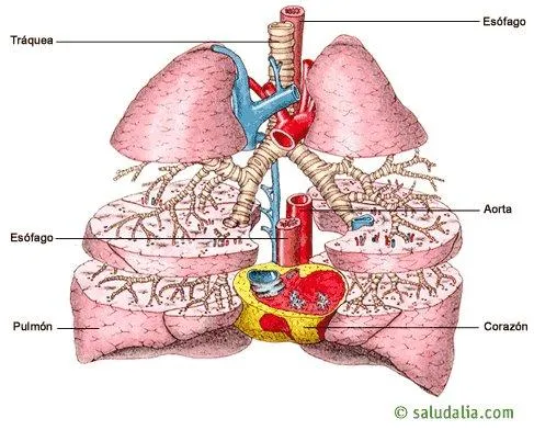 Aparato Respiratorio. Saludalia.com