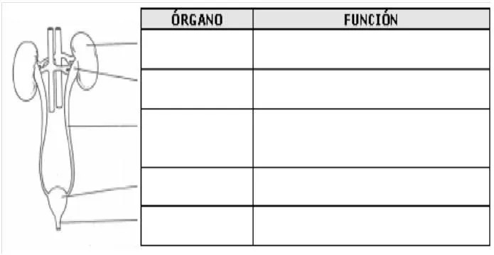 El sistema urinario para colorear - Imagui