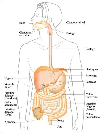 Dibujos del aparato digestivo humáno - Imagui