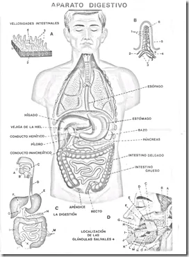 Aparatos digestivos sin nombres para imprimir - Imagui