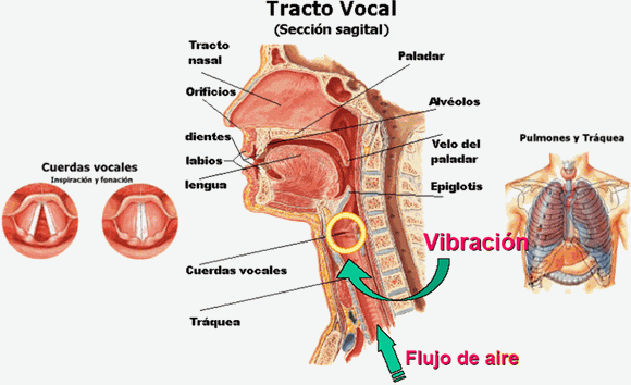 Aparatos: fonador, respiratorio, resonador...