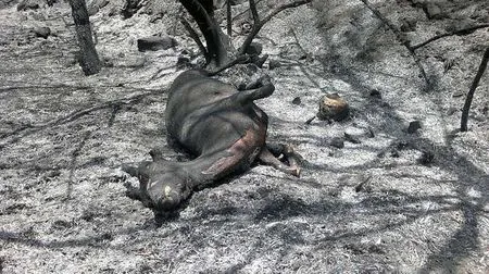 Aparece el cadáver del piloto accidentado en la extinción del ...