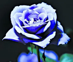 Aparece el primer grupo de rosas azules verdaderas del mundo