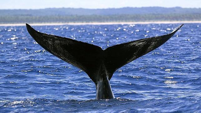 Aparecen restos óseos de una ballena azul en una playa de Asturias ...