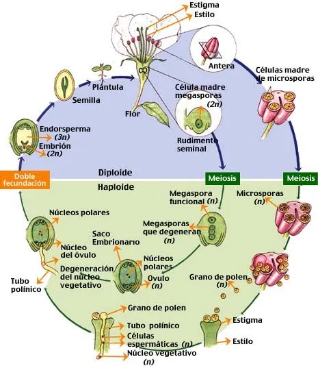 APB2 - ANGIOSPERMA