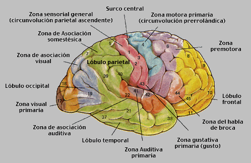 APB2 - LA CORTEZA DEL ENCÉFALO Y SUS FUNCIONES