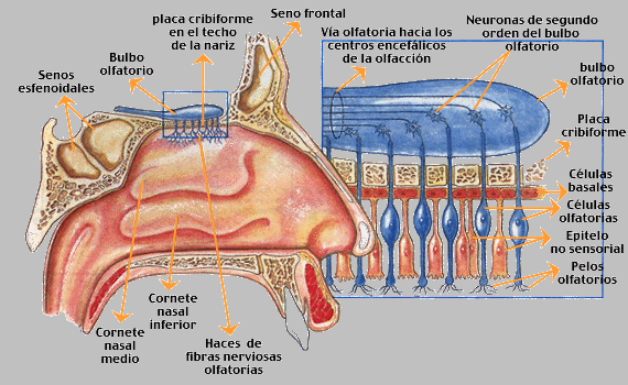 APB2 - ORGANIZACIÓN DE LOS RECEPTORES DEL OLFATO EN HUMANOS