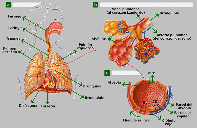 APB2 - EL SISTEMA RESPIRATORIO HUMANO