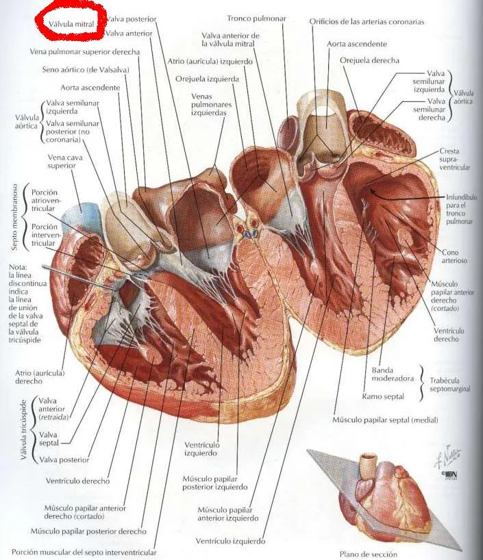 Aperrados: Sistema Circulatorio - Anatomía II